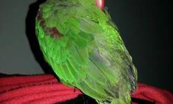 Hi,
I have an alexandrine parakeet for sale (price negotiable). I also have a cage for $120. If you are interested, please call or text.