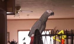 Female african grey parrot, 6 years old. She is a very smart bird! Healthy and playful. Talks a lot! She mimics noises perfectly- in fact she can make the exact same sound as the microwave, so well that I think I forgot I was cooking something!
Please do