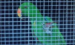 Hi I have some birds for sale the more you buy the chipper it gets see the pictures and send a # to call I will not respond to emails Let me said it one more time I will not respond to emai.l Indian ring necked, parakeet, lovebirds, African parrot, etc