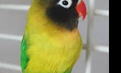 Hi i have black mask lovebirds. Some are yellow chest and others are orange.bodi green i am asking $35 for a re-homing fee. for more infor please call or text (602-499-0503
