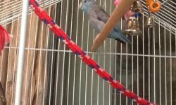 Blue male Parrotlet needs new home NOT TAME. Have a spare and he needs a friend (female would be best of course) he is close to 2 years old. Really just a baby in their life span. They live 15 to 20 years with good care. Email if interested. Thanks