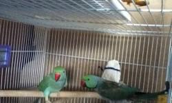 They are breeder pair blue indian ringnecks. The male can talk. comes with cage. Use To be tame.
(We Do Not Ship)
