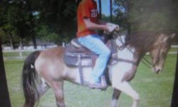 I HAVE A VERY PRETTY TENNESSEE WALKER SHE IS DOUBLE REG BUCKSKIN/WHITE VERY SMOOTH GAITS.TIES CROSS TIES,CLIPS,TRAILERS,GREAT ON TRAILS INTERM RIDER,$3000.00 FIRM.951-265-8180..if u would like to try her out we ride on tue and thur in norco