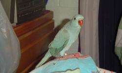 HI i have a budgie parakeet blue outdoor aviary 1 years old, female Not tame
please contact for more information call or text 602-499-0503 thank you