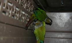 1 pr of green cheecks ( male yellowsided splits for cinnnamon and female is cinnamon produces beautiful Pineapple babies). $180 for the pair.
1 male cinnamon split yellowsided 2 yrs old never bred him, (bought him as a cinnamon split yellowsided therefor