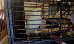 Female Indian ringneck parrot for sale, she is around two and half year old she comes with toys and nice metal cage. Because of my job i cant give her enough attention she need.