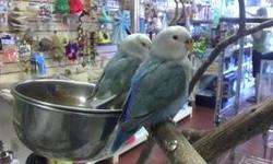 PRECIOUS,BEAUTIFUL AND VERY HEALTHY BREEDER FRIENDLY BABIES LOVE BIRDS PLEASE FEEL FREE TO CALL ME IF YOU HAVE QUESTIONS TO THE NUMBERS 305-903-9915 IN SPANISH OR 786-261-9279 IN ENGLISH OR YOU CAN VISIT THE STORE IN 9642 SW 72 ST MIAMI FL 33173