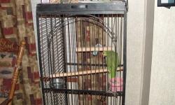 hello i have for sell a rare macaw parrot she love to talk to you she is 7 years old very friend very nice cage and bird for 800 for all please email me or call me on this bird ok i must sell do to my mom been sick and we just dont have time for her we