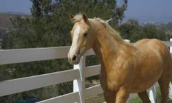 Coming 10 year old, Arabian Horse Association registered mare. 15.1 hands tall, currently barefoot. Up to date on shots and trimming. Needs training, as she has not been ridden in several years. Had 6 months pro-training 5 years ago, by Lou Roper. Not for