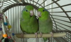 Hand-fed parrotlets can become devoted companions who enjoy spending time with their owners. I have green and yellow parrotlets babies for sale. It will make a great Christmas gift. I was hand feeding them since they were 3 weeks old. They can learn to