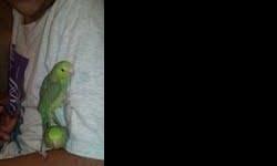 Hand-fed parrotlets can become devoted companions who enjoy spending time with their owners. I was hand feeding them since they were 3 weeks old. They can learn to talk and are quite acrobatic. It is a lot of fun to watch them play.
Parrotlets are the