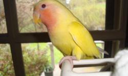 Thomasina is a fully grown peach-faced lovebird in need of a loving home. She has some aggression issues, so preferably with someone who's more knowledgeable of her breed type.
If interested please contact our shelter: 253 333 0766