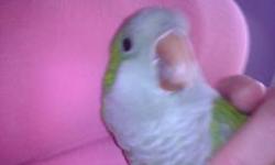 HELLO,
I NEED TO REHOME MY QUAKER PARROT..HE IS SO BEAUTIFUL. HE IS GREEN WITH MIX COLOR AT THE TIP OF HIS WINGS.. HE DOES TALK A LITTLE AND WHEN OUT THE CAGE CAN BE HELD.. HE CAGE AND HIS STUFF... HE IS 2 YRS OLD
THANKS