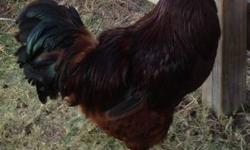 I have several roosters in need of a good home. Some are bantams and I have a couple of silkies. They are not to be eaten! They are pets, show, yard ornaments, whatever, but not food! Please email or text 214-717-1077, only. I can send pictures. No phone