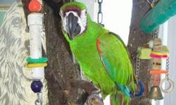 oliver is a beautiful severe macaw! he is in perfect feather and very friendly. he has a huge vocabulary (no obsenities). dna tested male. he seems to like women best. o.k. with some men. i don't trust him with small children. typical macaw , he is very