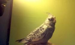 14 weeks young hand tamed white face pearl cockatiel
very sweet babie does step up and gives kisses.
Has been hand raised since few weeks of born to stay tamed and friendly.
Please send me your phone number if seriously interested and I will gladly
