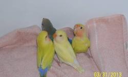 3 yellow Lovebirds 50.00 each, 1 dutch blue Lovebird 40.00. Hand fed, and ready for a new families. 2 are 8 wks old, 2 are 16 wks old.
Evy's Cockatiels Lovebirds and Parakeets
[email removed] 602-973-5457