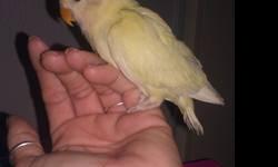 I have some yellow pied love birds for sale mother is creamino and father is a heavily pied yellow red eye Im asking 35.00 each bird the price Is firm
If interested call or text 602-499-0503 serious inquires only thank you
no trade or exchange