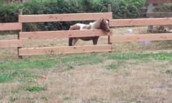 i have a five year old mini mare pinto who is ready for a new home who has more time to give her, she has some ground manners and my daughter used to ride her bareback but hasnt paid her much attention lately. she has been in a feild with a stallion but i