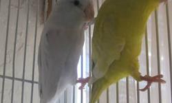 I purchased a nice bonded pair (male/female) of lovely little parrotlets earlier this year but am needing to find a new home for them due to an upcoming move into a smaller place.
The female is a yellow with dark eyes. The male is a light turquoise. The