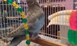 BLUE PRINCESS OF WALES, 1 MALE AND 1 FEMALE A TOTAL OF 2. 6 TO 7 WEEKS OLD (HATCH DATES 4-28 & 5-3 $400.00 DNA'D FULLY WEANED AND EATING ON THEIR OWN, CREDIT CARDS AND PAY PAL ACCEPTED PLUS 3% , ORLANDO AIRPORT AREA WILL SHIP VIA UNITED OR DELTA AT BUYERS