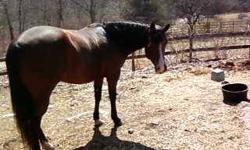 VERY VERY pretty 11 yr old breeding stock paint mare 15.1.Has been ridden she is green broke at this time.Has been to a hand full of shows and trail ridden last year.She is for a FULL on farm lease.Everything included in this