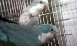 BEAUTIFUL BIRDS GREAT PARENTS LAST BABY SO LIGHT ALLMOST WHITE BABYS CAN BE PULLED TO BE HAND FED OR THEY WILL FEED THERE BABIES OUTLAST PICTURE ADDED IS THE LAST BABY PULLED FROM THIS PAIR WILL COST MORE IF WE HAVE TO TRAVLE VERY FAR LOCATED IN LENOIR NC