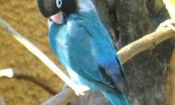 I have a cobalt pair & slate pair of proven lovebirds, they have each produced 2 clutches for me & are now at rest. They are beautiful birds & I am only letting them go because I need to thin my flock. They can be kept in a cage or aviary quite