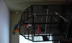 One proven breeder pair B&G macaws. Beautiful and fully feathered