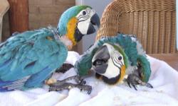 I have two proven pairs of Blue & Gold Macaws. $1300 per pair or
$2500.00 for both pairs. Please call Mike 480 980-6163