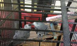 FOR SALE HEALTHY PAIR OF AFRICAN GREY CONGO,TWO EXTRA LARGE CAGES AND NEST BOXES. PROVEN AND BONDED PAIR.9 YEARS OLD, CLOSED RING. DUE TO TRAVEL CAN TAKE CARE OF THEM. CALL OR TEXT FOR INFO 863-409-6304. If you see this ad is because they are available.