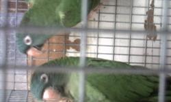 Proven breeder pair male and female Blue Crown Connures beautiful birdsif interested call (828-758-4427)