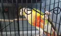 PROVEN BRED PAIRS
2 PAIR TURQUISE CONURES
2 PAIR PINEAPPLES CONURES
1 PAIR YELLOW SIDED CONURES
1 FEMALE YELLOW SIDDED CONURE
ALL PERFECT CONDITION PROVEN BRED PAIRS
PRICED RIGHT...CALL TO MAKE A DEAL...954-632-0863
SHIP DAILY