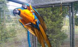 Pair of blue-gold Macaws for sale. They are proven and have had many clutches in the past. They have been sexed(the female has a band to prove so). They are 25 years of age and are still laying. The previous clutch was from January 16, 2013. Cage not