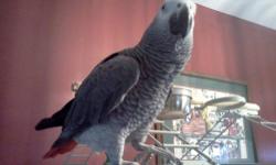 I have a proven pair of african grey for sale.
They are very healthy and good parents.
They sit on eggs and feed the babies until you pull them out.
They are in nesting now.
Asking $2550 per pair.
Will accept paypal plus 3% fee.
Will ship them for free
If