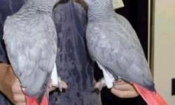 We have a proven breeding pair of African greys around five years or maybe a little younger..Perfect feathers and healthy..They have bred for previous owners for the last two years 2-3 clutches per year..will feed and raise the chicks if not remove for