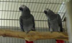 BREEDING PAIR OF AFRICAN GREYS MALE AND FEMALE SITTING ON EGGS TALKING SET PAIR 2 AFRICAN GREY PARROTS FOR ADOPTION BEAUTIFUL MALE AND FEMALE SITTING ON EGGS LARGE PARROTS YOUNG ONLY 5 AND 6 YEARS OLD VERY SWEET TALKS UP A STORM REPEATS EVERYTHING YOU