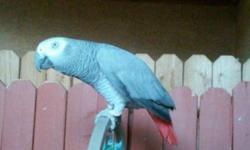 Proven breeding pair of African greys. The are a very good pair. Very healthy. They are both 10 years old. I am asking 1800$ for the proven pair of you are interested please email me back
This ad was posted with the eBay Classifieds mobile app.