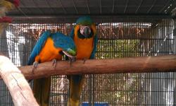 I have 1 pair of the blue-gold Macaws left for sale. This pair is a proven breeding pair and has made me proud. They are 25 years of age and still breeding. These birds will breed until well over 50 years old. Due to being a breeding purpose pair, they