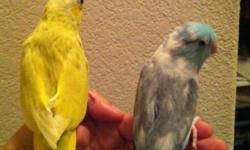Selling my proven pair of parrotlets. The male is blue and his mate is green split to blue. Both are 3 years of age, healthy and have no illnesses. They have had three clutches these past two years. The clutches have all been of 4 chicks which they feed