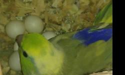 I have a proven breeding pair of peach faced lovebirds for sale; the male is yellow and around four years of age, and the female I believe is a Dutch blue and around six years old. They usually lay a clutch of six eggs, and the babies always have the same