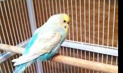 PROVEN BREEDING PAIR OF ROSEY BOURKE PARAKEETS.
YOUNG, BONDED PAIR. (BOTH AT 3 YEARS OF AGE)
COMES WITH CAGE AND A FEW ACCESSORIES.
FEEL FREE TO EMAIL WITH ANY QUESTIONS YOU MAY HAVE REGARDING THESE BEAUTIFUL BIRDS.