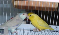 Assorted Vibrant colored Male and Female Parrotlets...Turquoise Pied, Split yellow Fallow, Blue Pastel, White Headed and many more colors to choose from..Fifteen (15) Proven breeding pairs - young and very healthy! Each breeding pairs come with breeding