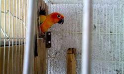 Proven female sun conure.
$230 obo
Will consider trades?
Let me know what you may have to trade?
Frank
818 462 4071