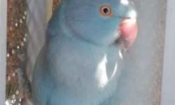 Proven female turquoise indian ringneck.
$200
Will consider trading for blue male princess of wales, female black cap conure or let me know what you may have to trade?
Text or email pictures of what you have to trade.
818 462 4071