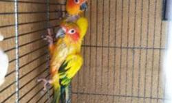 Wonderful, beautiful, and proven Sun Conure Male breeder for sale $350.00 He is a wonderful partner and Dad. Would love to find a home with a wife awaiting. He is so wanting a mate again. Fully feathered. Will ship at buyers expense; weather permitting.
