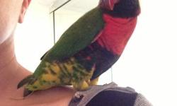 looking for a proven breeder male Swainson's Lorikeet either 3 yrs. old or up to 5 yrs.old,healthy and closed-banded (must have DNA cert. w/band # on it) please no plucked birds
This ad was posted with the eBay Classifieds mobile app.