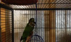 Proven Breeding Pair Black Capped Conures.
Serious Inquiry?s only please. NO TRADES!!!!! BIRDS MUST GO!!!!
Buyer must bring cage/box when picking up.
Price is Firm because this is what I paid for them. Cash only.
If you are looking at my add then that