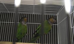 Proven pair Black Capped Conures with cage nesting and some food I would like to find it a loving home.for them they are not Tame. $300 Please contact me if interested. 503-995-0342