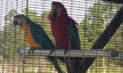 I have a proven breeding pair of Blue and Gold Macaws for sale.
Please give me a call at 407-393-7054.